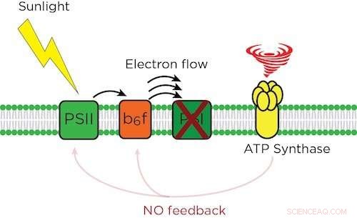 Study Reveals Risks of Removing Inhibitors in Plant Production
