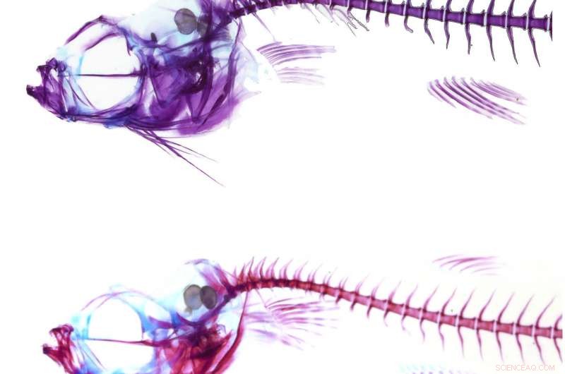 Guppy Mothers Prolong Gestation When Food Scarcity Persists