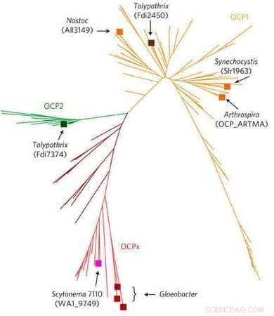 Discovering a Novel Family of Light-Responsive Proteins in Cyanobacteria