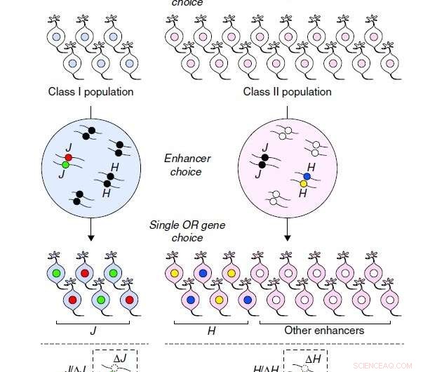 Breakthrough Discovery of an Odor-Receptor Enhancer