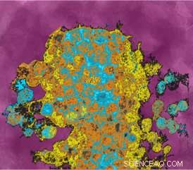 How Cell-Contact Dynamics Shape Cell Fate During Embryonic Development