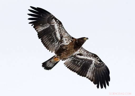 Vermont Achieves Record-Breaking Bald Eagle Nesting Success