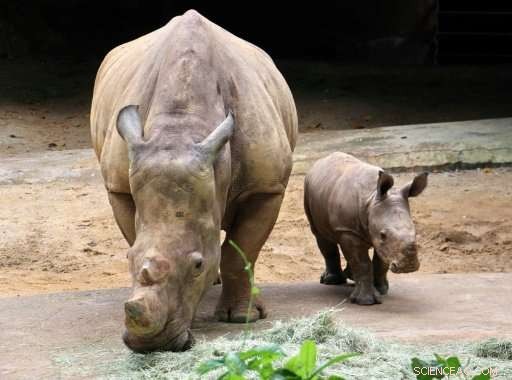 Baby Rhino Named Oban Makes Debut at Singapore Zoo’s Public Enclosure