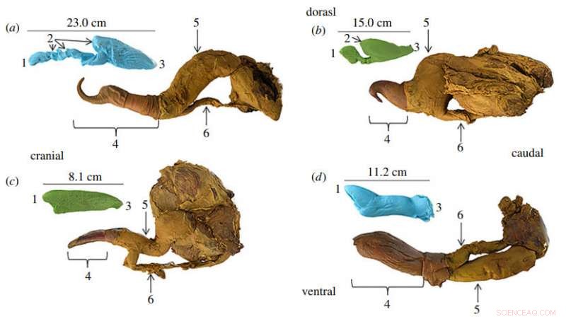 Reconstructing Cetacean Reproduction: Using Cadaveric Models to Understand Marine Copulation