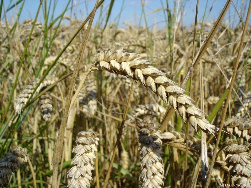 New Wheat Gene Discovery Paves the Way for High-Yield Hybrid Breeding