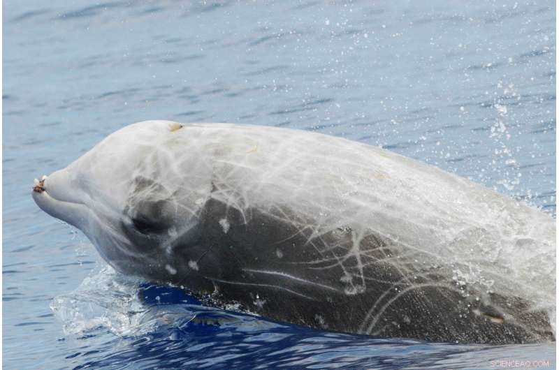 Small Beaked Whales Achieve Record‑Long, Deep Dives in the Bahamas