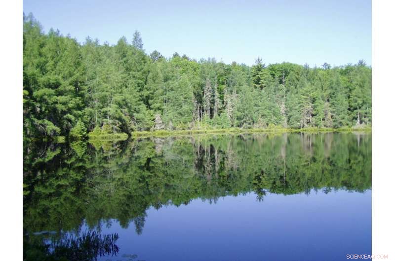 Monitoring Virophages: Unveiling Giant Virus Parasites Across Time