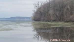 Monitoring Virophages: Unveiling Giant Virus Parasites Across Time