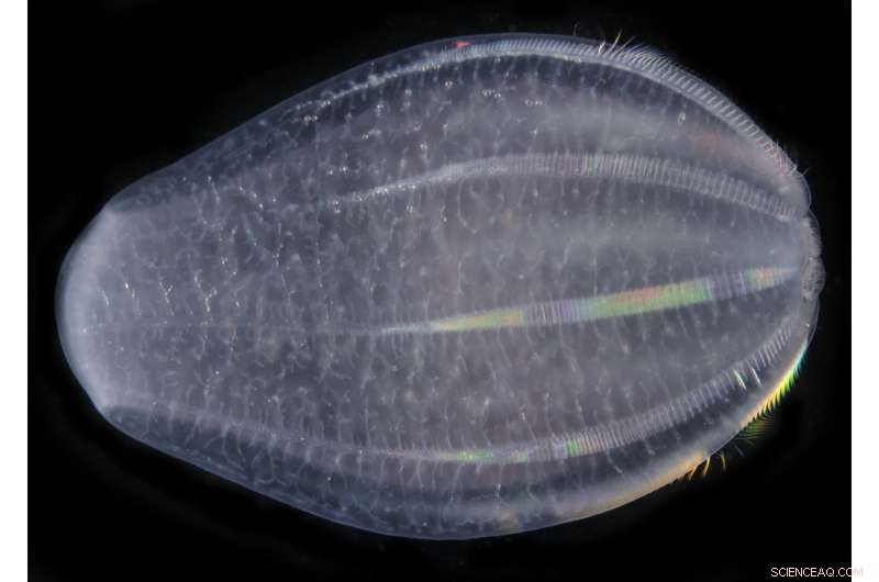 Comb Jellies May Represent the Earliest Diverging Lineage in the Animal Evolutionary Tree