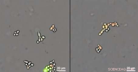 New Technique Stops Gene Flow from Genetically Modified Organisms to Wild Relatives