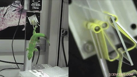 The Evolution of Sticky Toe Pads in Lizards