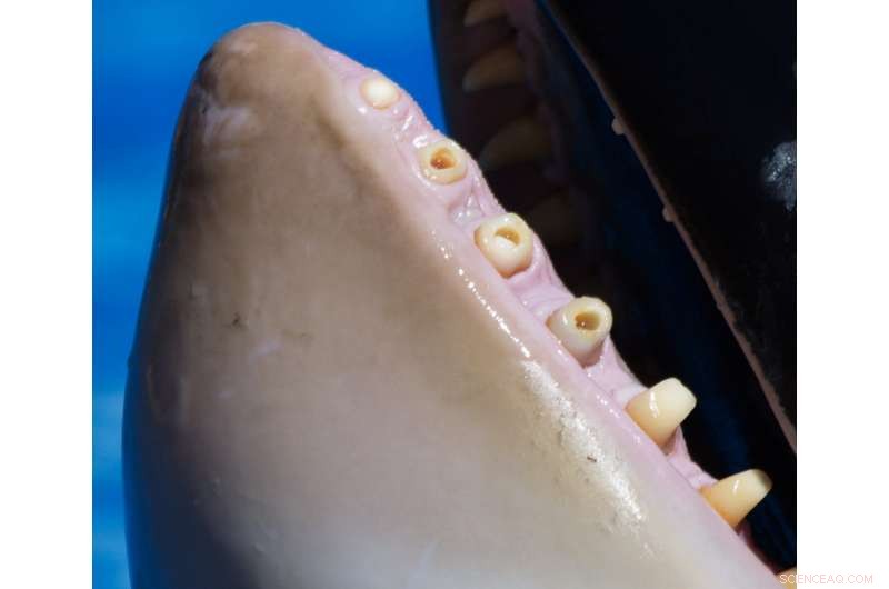 Painful Teeth Found in Captive Orcas: Implications for Their Health and Welfare