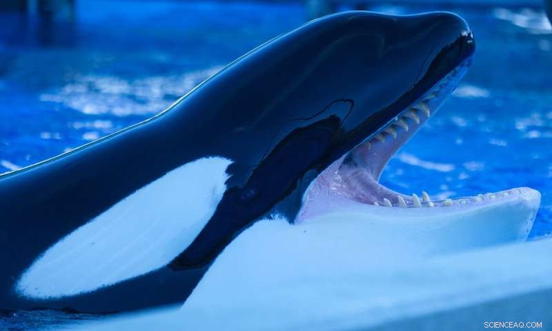 Painful Teeth Found in Captive Orcas: Implications for Their Health and Welfare