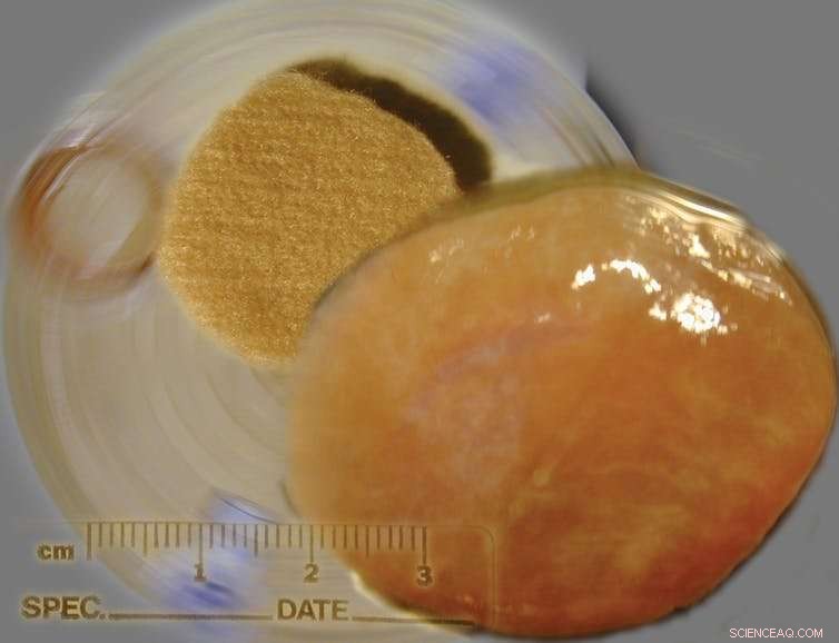 Opinion: Lab‑Grown Steak—Why the Meat Debate Can’t Be Solved by Silicon Valley