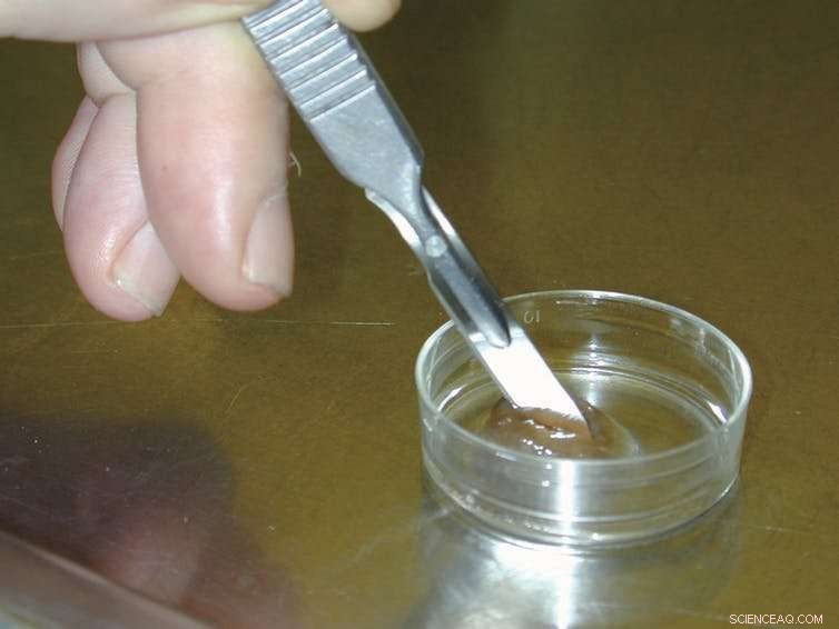 Opinion: Lab‑Grown Steak—Why the Meat Debate Can’t Be Solved by Silicon Valley