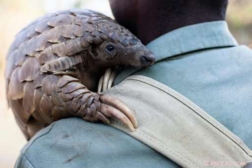 Ghana Urged to Strengthen Wildlife Laws Amid Rising Pangolin Trafficking