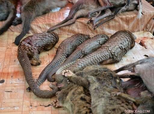 Ghana Urged to Strengthen Wildlife Laws Amid Rising Pangolin Trafficking