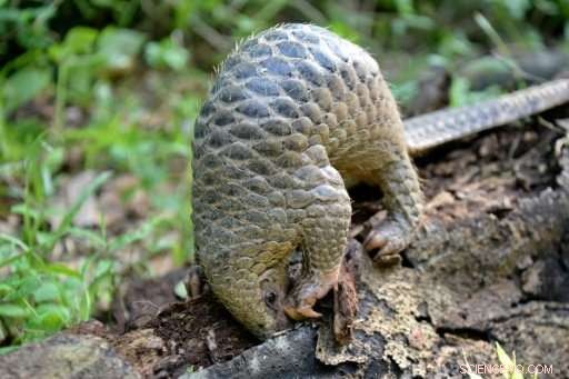 Ghana Urged to Strengthen Wildlife Laws Amid Rising Pangolin Trafficking