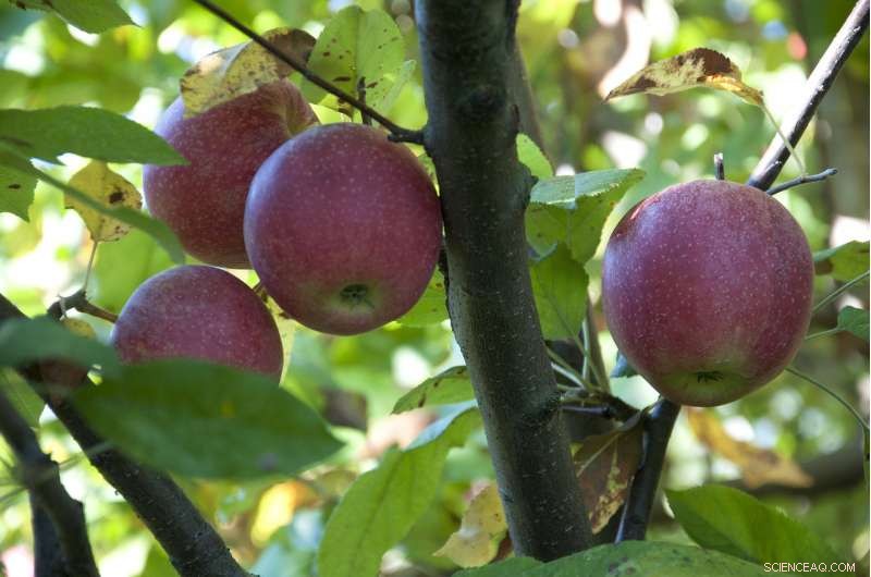 Apple Trees Yield More Fruit With Strategic Neighboring Varieties