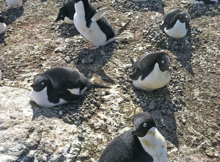 Scientists Question Effectiveness of Penguins as Ocean Health Indicators
