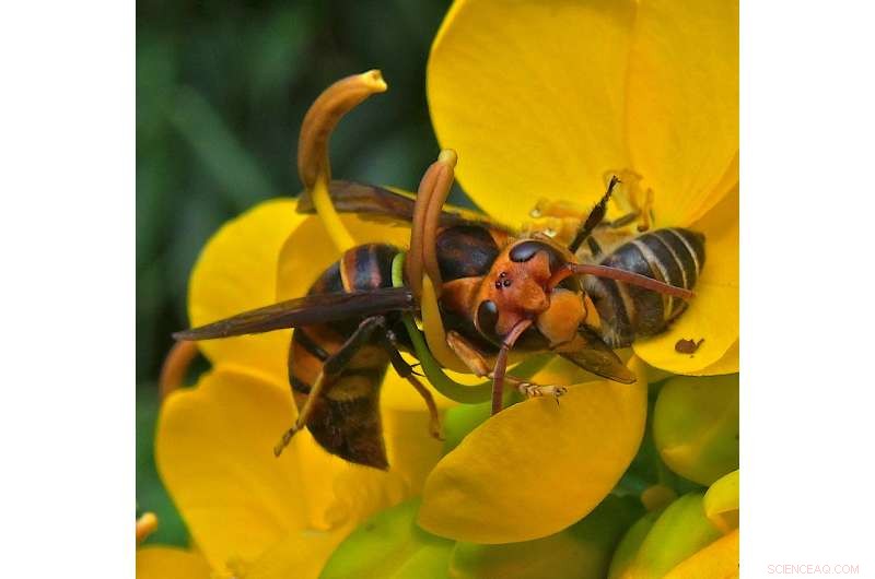 Scientists Decode Asian Hornet Pheromone, Paving Way for Honey Bee Protection