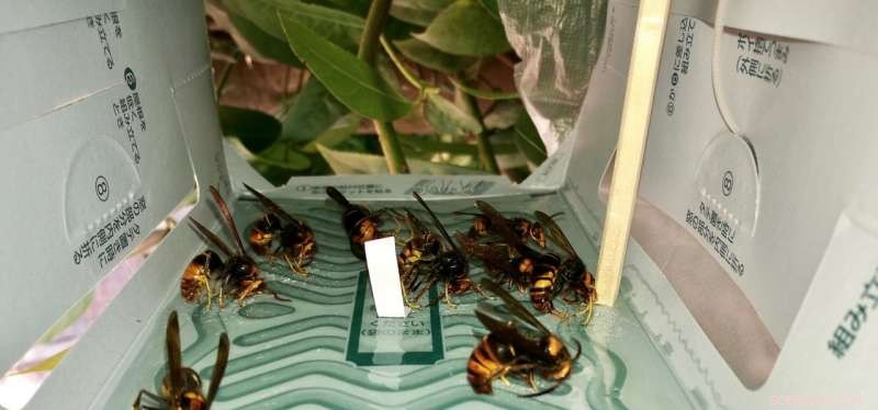 Scientists Decode Asian Hornet Pheromone, Paving Way for Honey Bee Protection