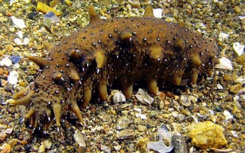 Sea Cucumber Genome Sheds Light on Genes Underlying Tissue Regeneration