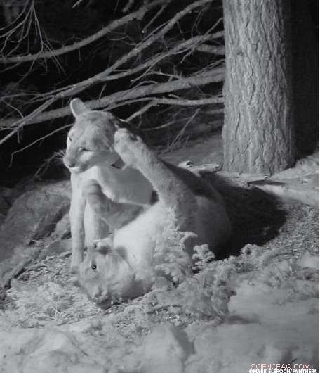 New Study Reveals Pumas Are More Social Than Previously Thought