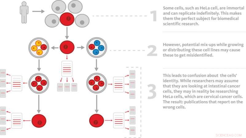 HeLa Cell Line Misidentification: How Ghost Cells Pollute Scientific Research