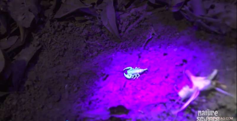 Scientists Discover Scorpions Tailor Venom to Defend and Hunt