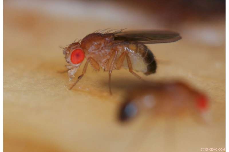 New Study Finds Fathers’ Pre-Conception Nutrition Influences Baby’s Health