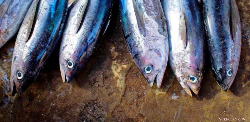 Why ‘Sustainable Tuna’ May Still Be Unsustainable: What You Need to Know