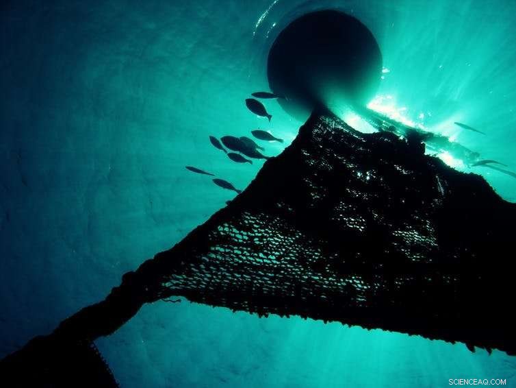 Why ‘Sustainable Tuna’ May Still Be Unsustainable: What You Need to Know