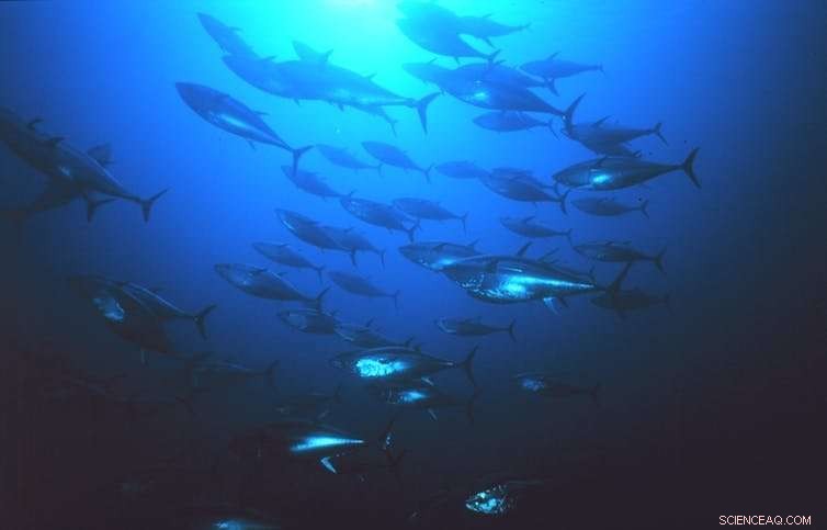 Why ‘Sustainable Tuna’ May Still Be Unsustainable: What You Need to Know