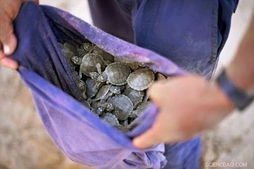 Conservation Cuts Endanger Brazil’s Amazon Wildlife