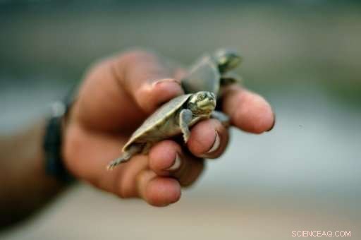 Conservation Cuts Endanger Brazil’s Amazon Wildlife