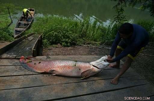 Conservation Cuts Endanger Brazil’s Amazon Wildlife
