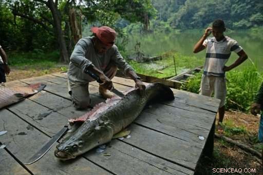 Conservation Cuts Endanger Brazil’s Amazon Wildlife