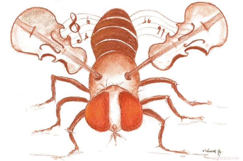 Competition for Female Choice Enhances Male Performance: Insights from Fruit Fly Studies