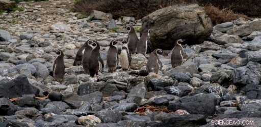 Chile s Humboldt Penguins Halt Billion-Dollar Mining Project