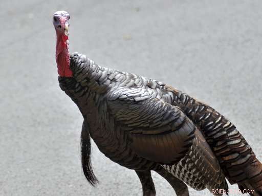 Wild Turkeys Resurface: How Their Return is Challenging Urban Residents