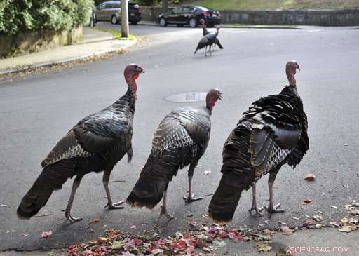 Wild Turkeys Resurface: How Their Return is Challenging Urban Residents