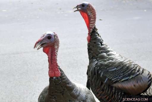 Wild Turkeys Resurface: How Their Return is Challenging Urban Residents