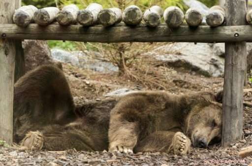 Bear Threats Surge in Russia’s Far East: 86 Bears Shot as Food Scarcity Sparks Violence