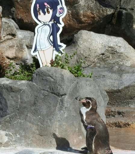 Japanese Zoo Bids Farewell to Beloved Penguin Grape, Celebrated for Its Unusual Affection