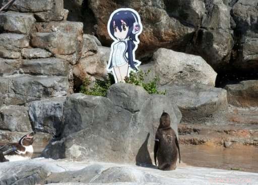 Japanese Zoo Bids Farewell to Beloved Penguin Grape, Celebrated for Its Unusual Affection