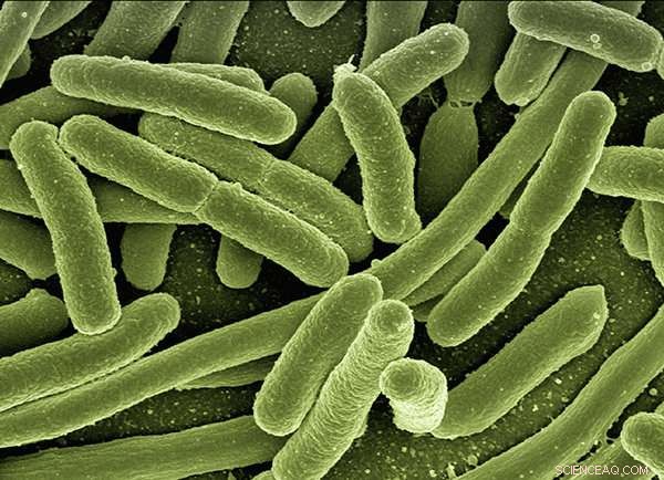 UC San Diego Model Predicts E. coli Adaptation to Environmental Stress