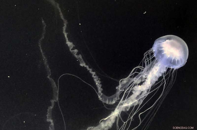 Scientists Reveal 200-Year-Old Jellyfish Misidentification in Chesapeake Bay