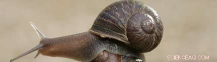 Farewell to Jeremy: The Iconic Left‑Handed Garden Snail Who Captured the World