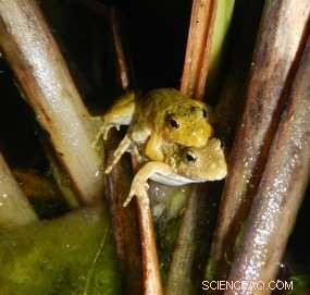 Atrazine Exposure Skews Sex Ratio in Blanchard s Cricket Frogs